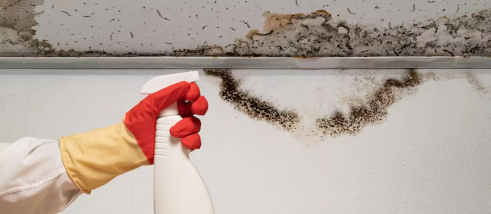 Black mold spray treatment along a bathroom ceiling line
