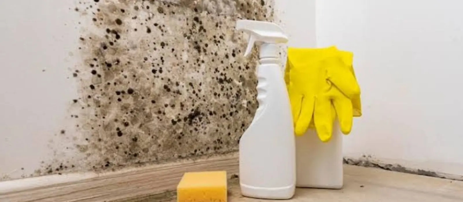 Gloved hand with a spray bottle and sponge cleaning mold on a wall