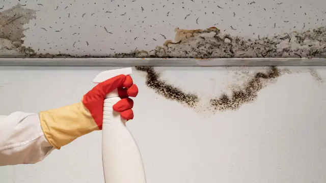 Black mold spray treatment along a bathroom ceiling line